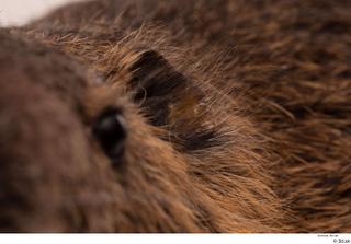 Nutria ear 0002.jpg